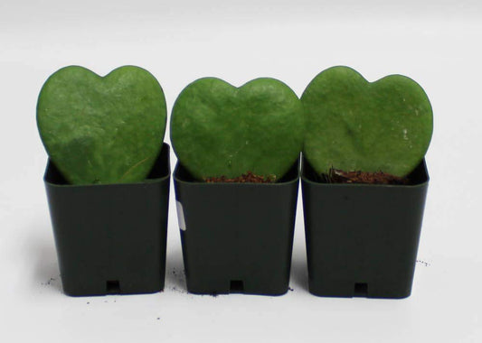 Set of 3 Hoya Kerrii – Live Heart-Shaped Succulent Plants in 2” Grower Pots