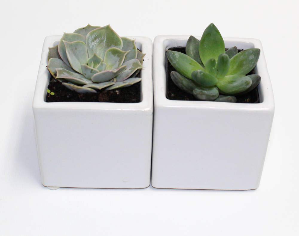Live 2-Inch Assorted Succulent Set – Mini Potted Plants with Decorative Rocks (2, 3, or 5 Pack)