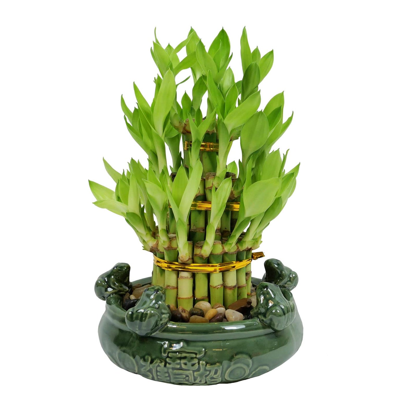 3-Tier Lucky Bamboo Plant Arrangement in Ceramic Animal Pot