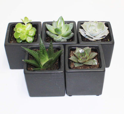 Live 2-Inch Assorted Succulent Set – Mini Potted Plants with Decorative Rocks (2, 3, or 5 Pack)