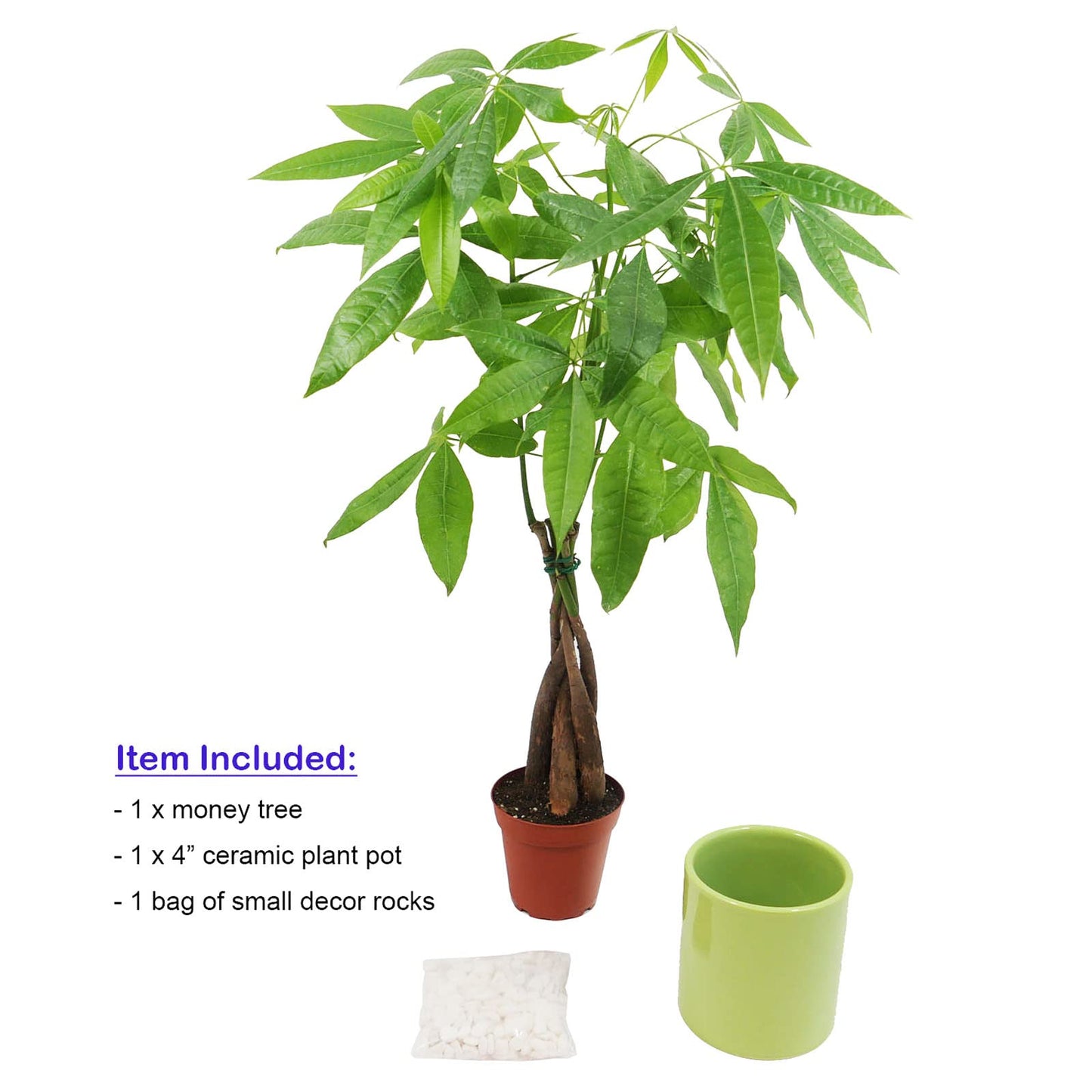 Live Money Tree (Pachira Aquatica) – 18–22” Tall Indoor Plant with Ceramic Pot