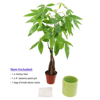 Live Money Tree (Pachira Aquatica) – 18–22” Tall Indoor Plant with Ceramic Pot