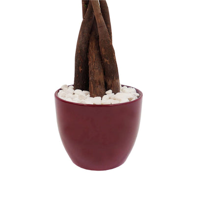 Live Money Tree (Pachira Aquatica) – 18–22” Tall Indoor Plant with Ceramic Pot