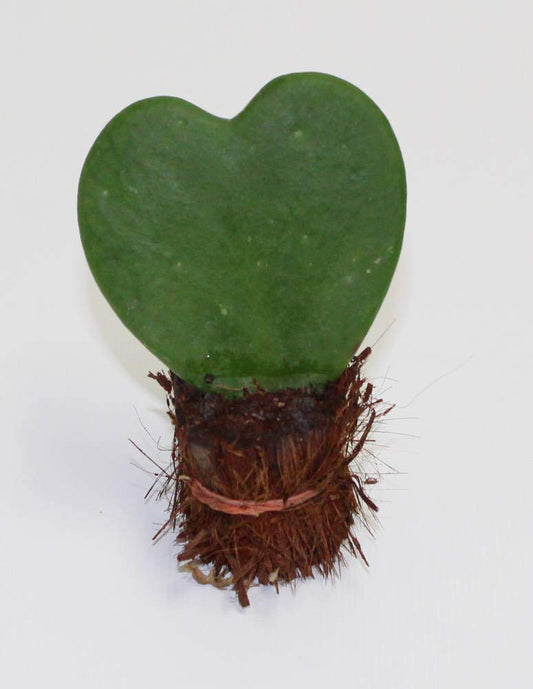 Set of 3 Hoya Kerrii – Live Heart-Shaped Succulent Plants in 2” Grower Pots