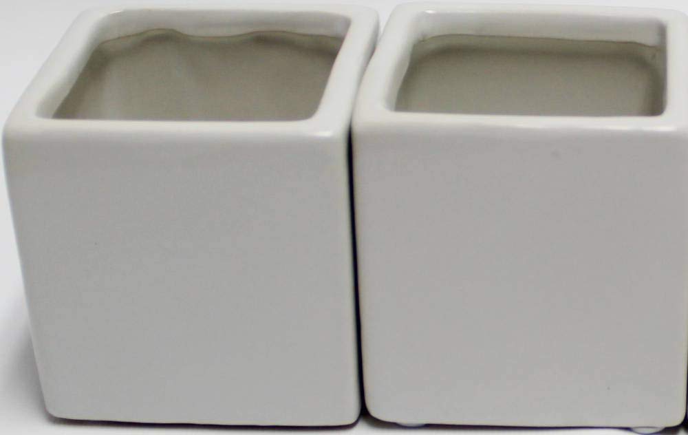 Live 2-Inch Assorted Succulent Set – Mini Potted Plants with Decorative Rocks (2, 3, or 5 Pack)