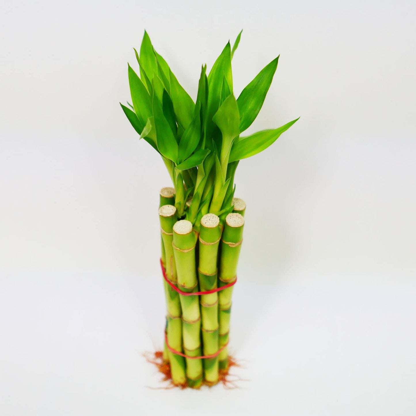Straight Lucky Bamboo Stalks with Shoots (Bunch)