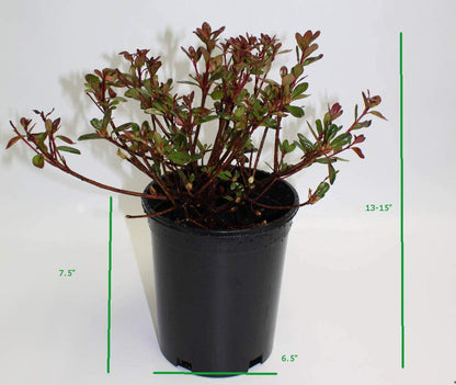 Hino-Crimson Azalea – 1 Gallon Outdoor Shrub with Vibrant Red Blooms