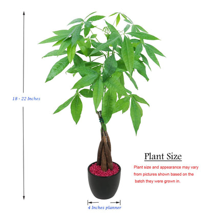 Live Money Tree (Pachira Aquatica) – 18–22” Tall Indoor Plant with Ceramic Pot