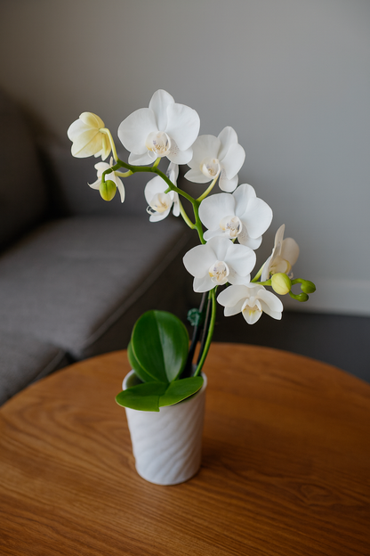 Mini Phalaenopsis Orchid – 3" with Ceramic Pot