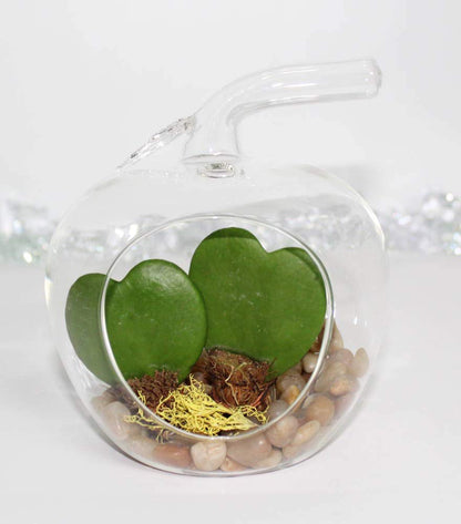 Heart-Shaped Hoya Kerrii – Live Succulent in Glass Apple Terrarium