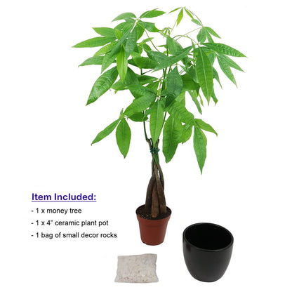 Live Money Tree (Pachira Aquatica) – 18–22” Tall Indoor Plant with Ceramic Pot