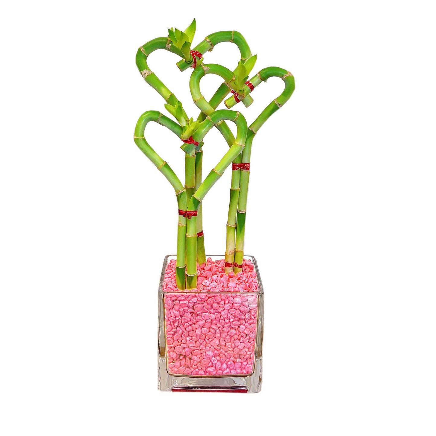 Heart-Shaped Lucky Bamboo Arrangement in Glass Vase – 1, 2, or 3 Hearts