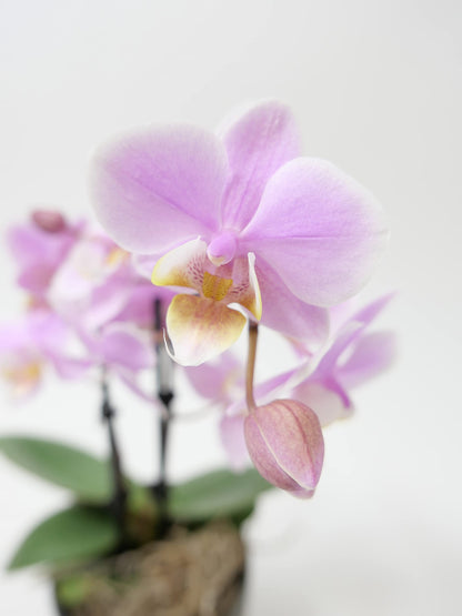Mini Phalaenopsis Orchid – 3" with Ceramic Pot