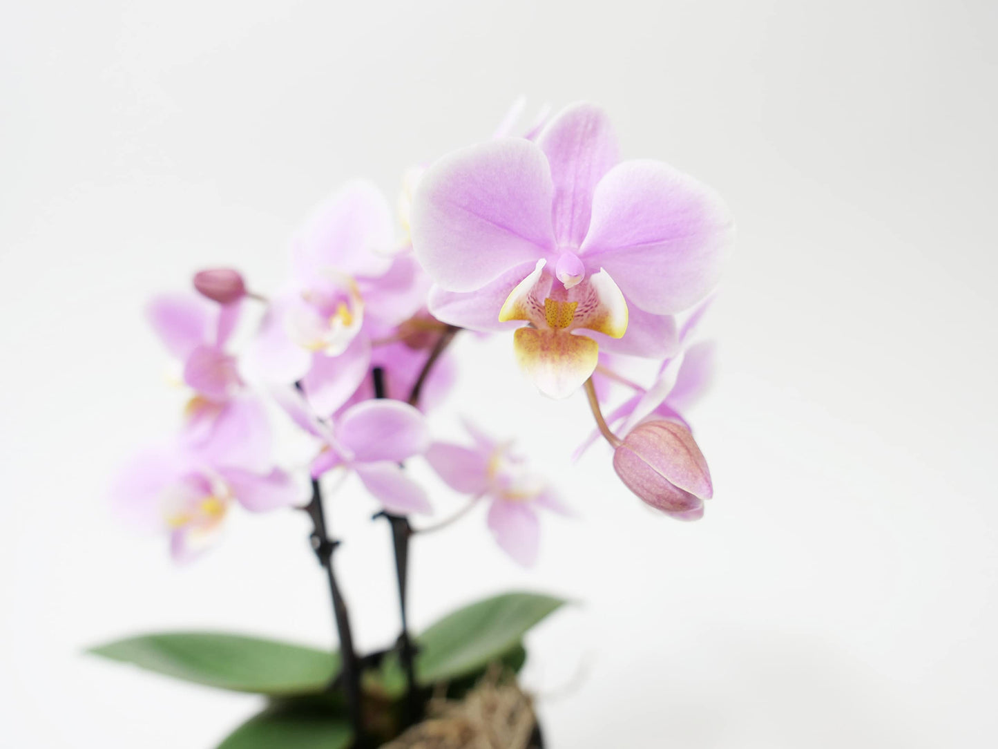 Mini Phalaenopsis Orchid – 3" with Ceramic Pot
