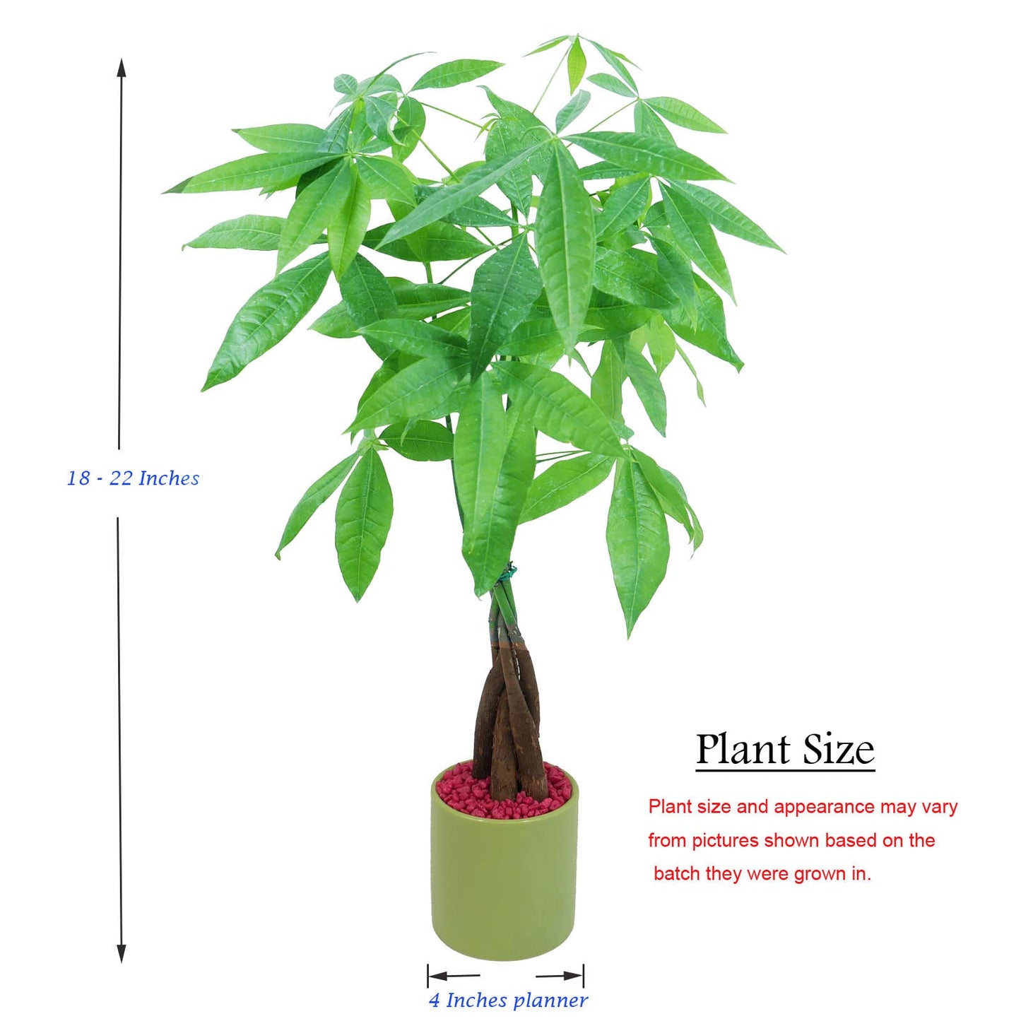 Live Money Tree (Pachira Aquatica) – 18–22” Tall Indoor Plant with Ceramic Pot