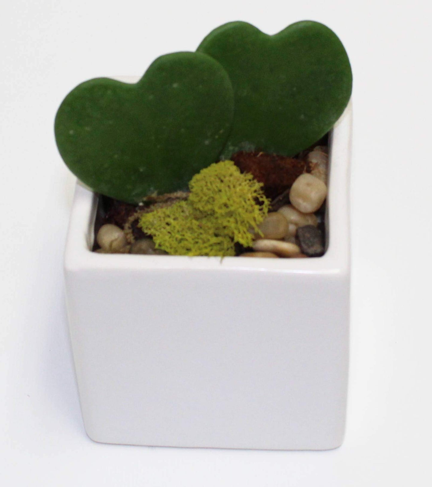 Heart-Shaped Hoya Kerrii – Live Succulent Plant Arrangement in Ceramic Pot