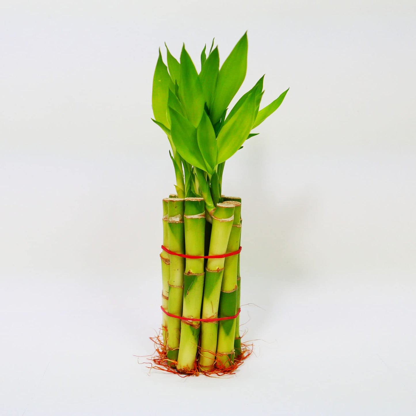Straight Lucky Bamboo Stalks with Shoots (Bunch)