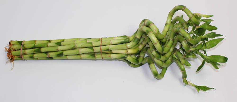Lucky Bamboo Corkscrew Spiral Shoots (Bunch)