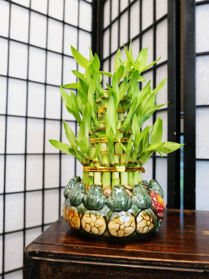 3-Tier Lucky Bamboo Plant Arrangement in Ceramic Animal Pot