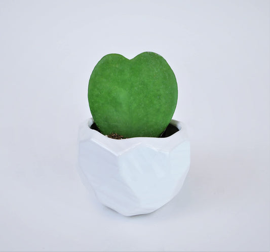 Double Heart-Shaped Hoya Kerrii – Live Succulent Set in White Geometric Ceramic Pots