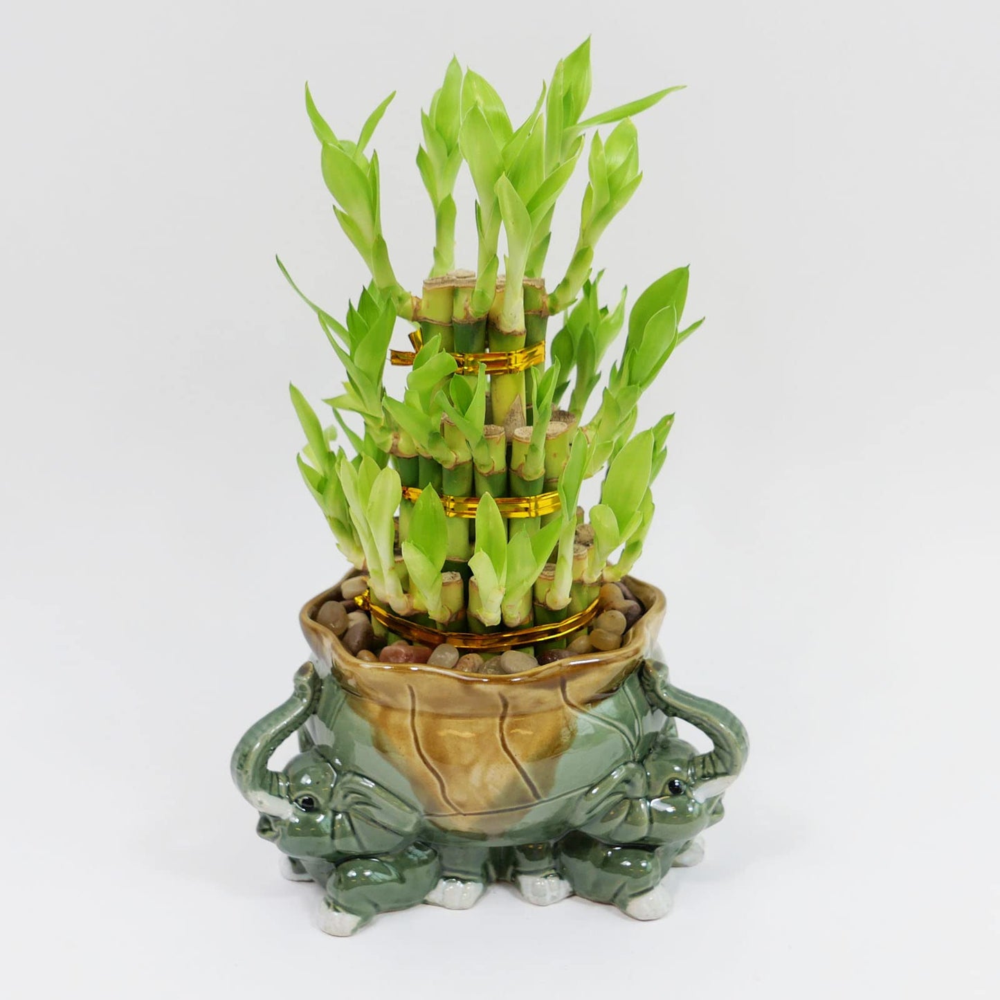 3-Tier Lucky Bamboo Plant Arrangement in Ceramic Animal Pot