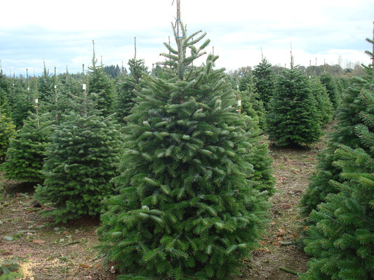 Real Fresh Cut Nordman Fir Christmas Tree