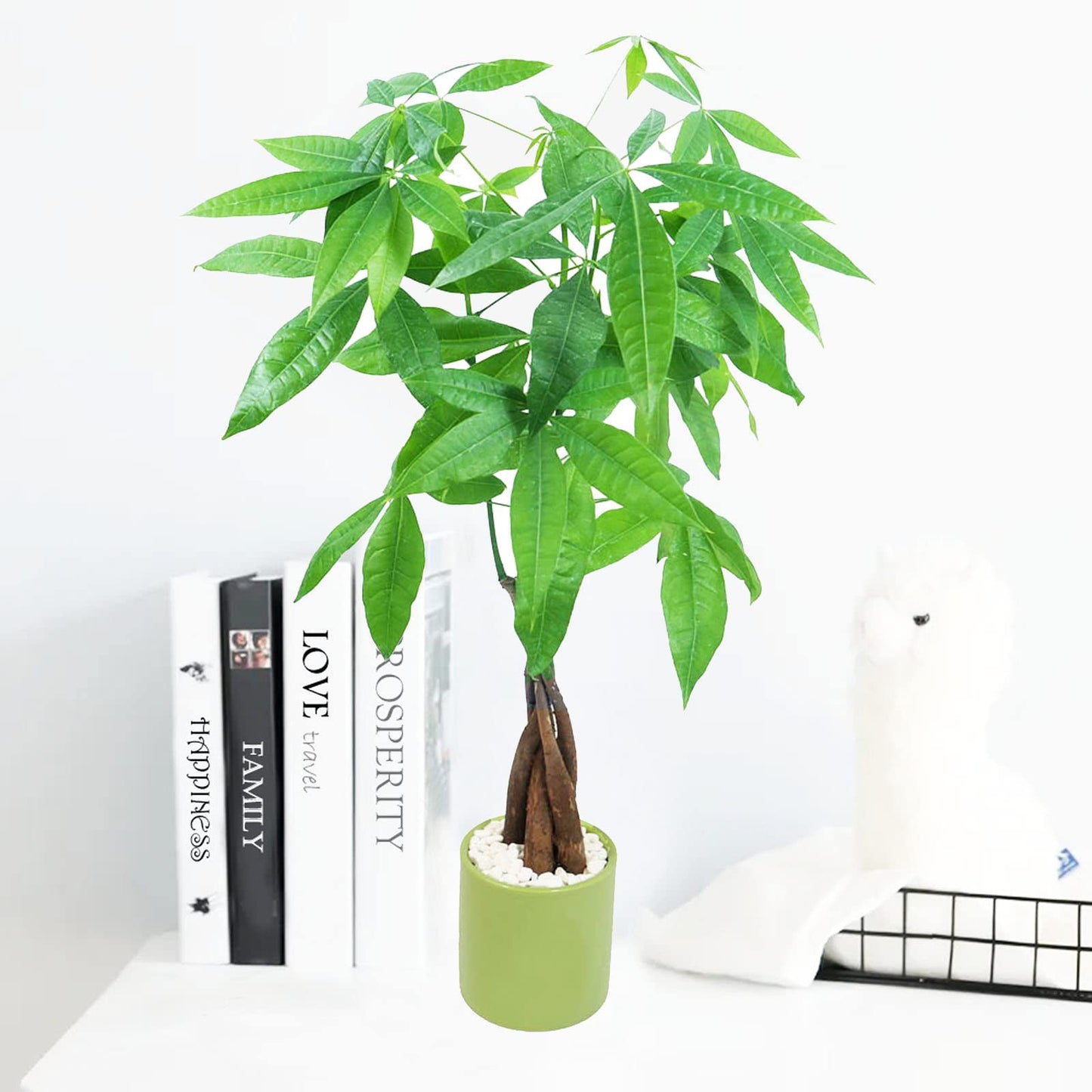 Live Money Tree (Pachira Aquatica) – 18–22” Tall Indoor Plant with Ceramic Pot