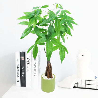 Live Money Tree (Pachira Aquatica) – 18–22” Tall Indoor Plant with Ceramic Pot