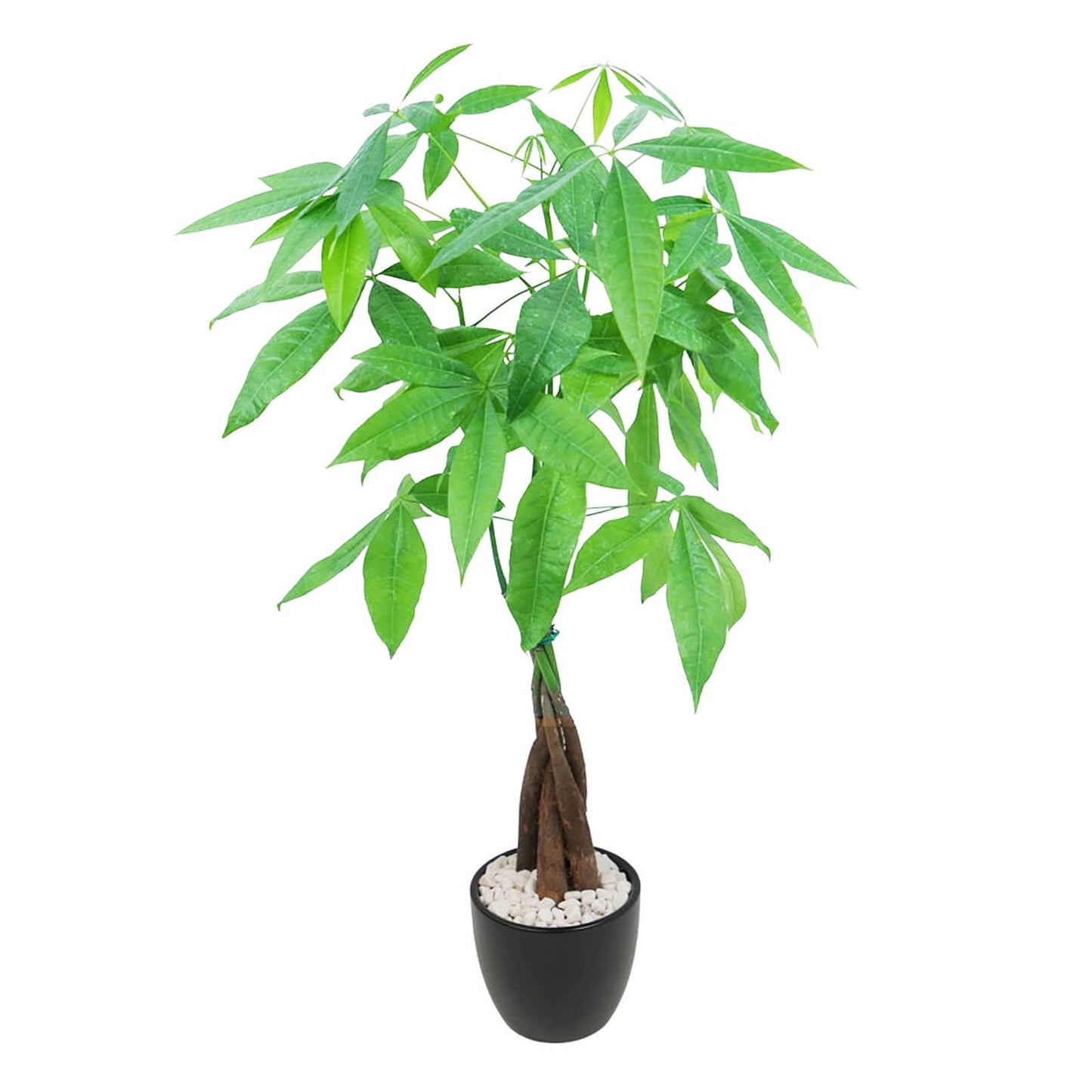 Live Money Tree (Pachira Aquatica) – 18–22” Tall Indoor Plant with Ceramic Pot