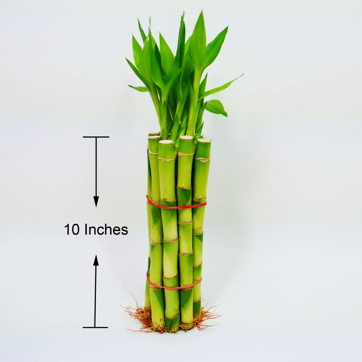 Straight Lucky Bamboo Stalks with Shoots (Bunch)