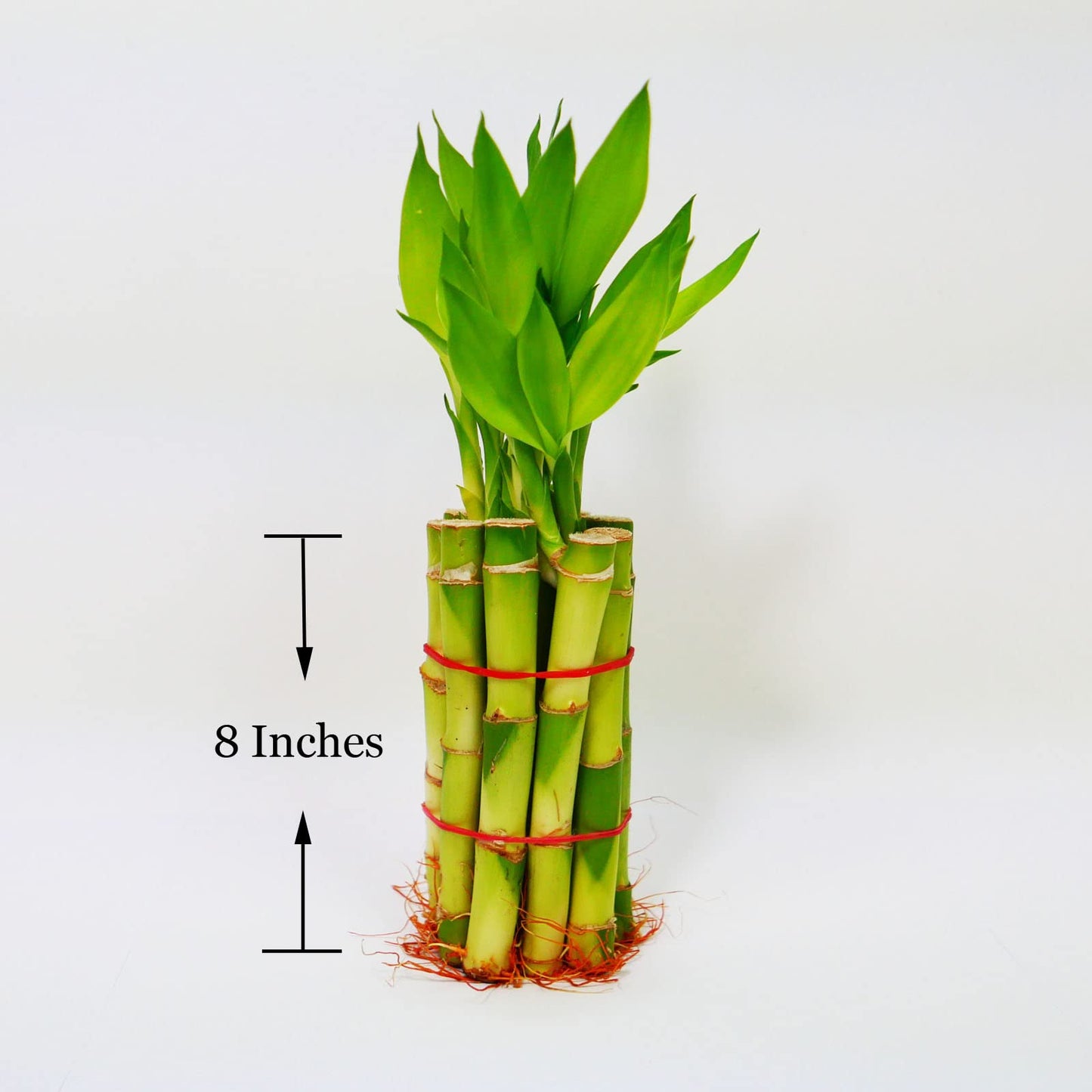 Straight Lucky Bamboo Stalks with Shoots (Bunch)