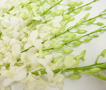 White Cut Dendrobium Orchids