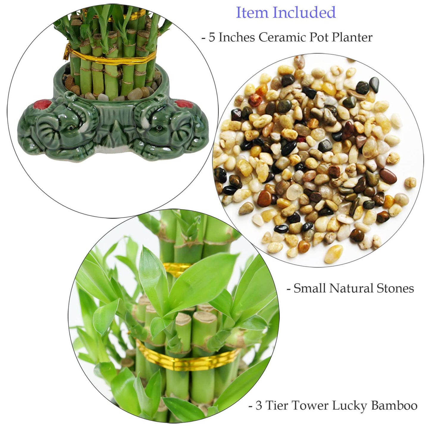 3-Tier Lucky Bamboo Plant Arrangement in Ceramic Animal Pot