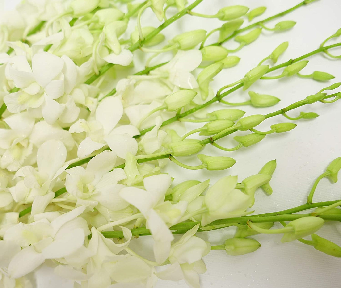 White Cut Dendrobium Orchids