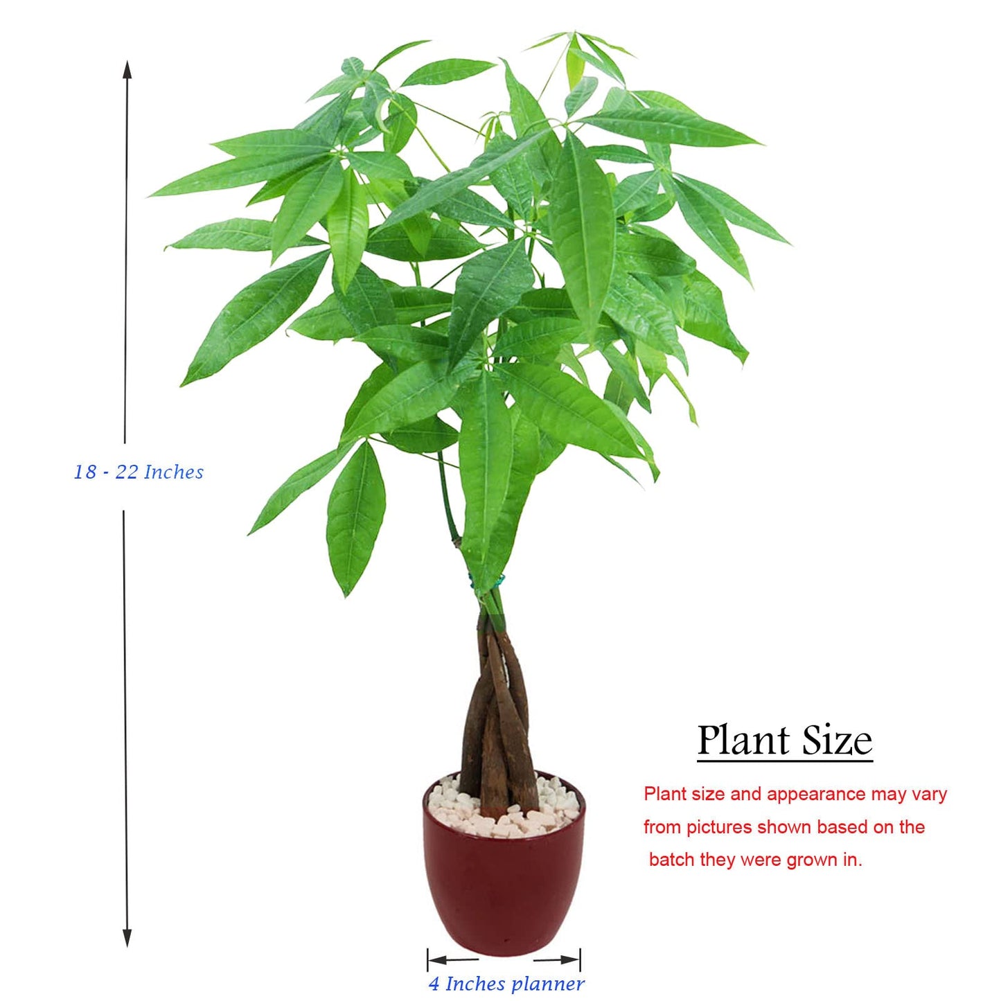 Live Money Tree (Pachira Aquatica) – 18–22” Tall Indoor Plant with Ceramic Pot