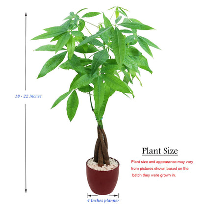 Live Money Tree (Pachira Aquatica) – 18–22” Tall Indoor Plant with Ceramic Pot