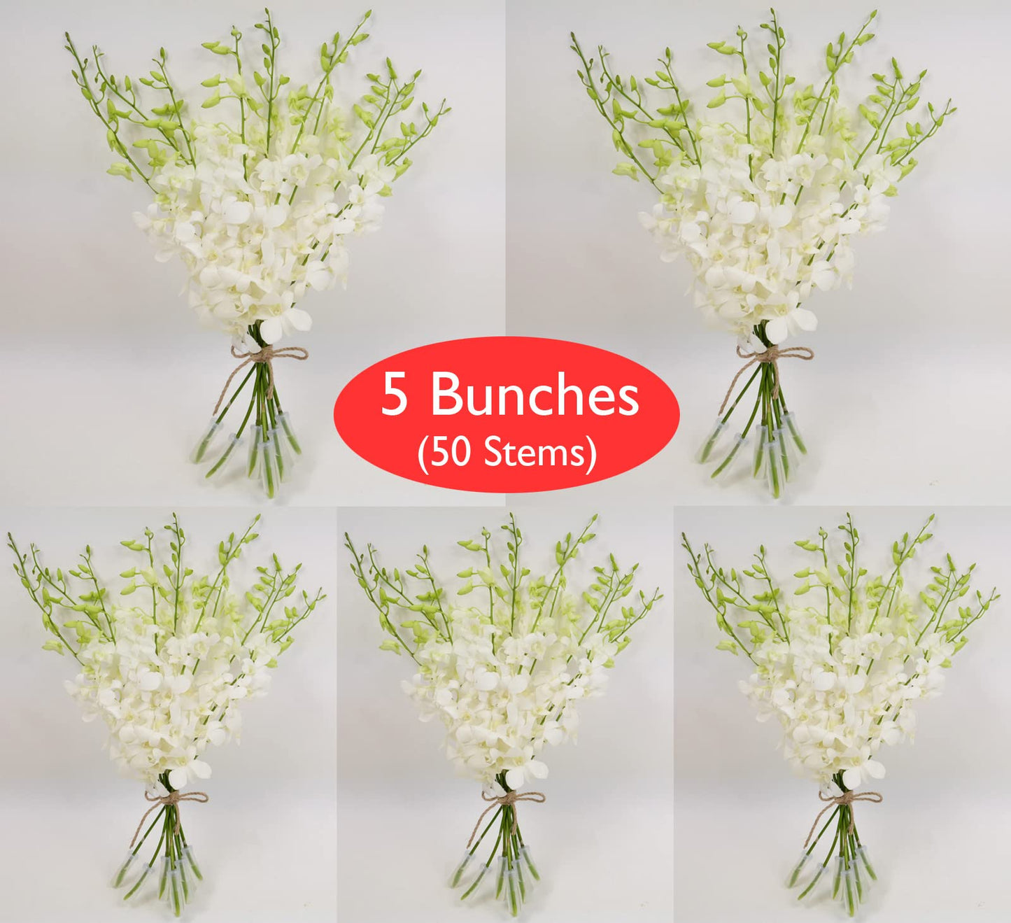White Cut Dendrobium Orchids