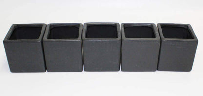 Live 2-Inch Assorted Succulent Set – Mini Potted Plants with Decorative Rocks (2, 3, or 5 Pack)