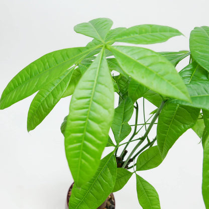 Live Money Tree (Pachira Aquatica) – 18–22” Tall Indoor Plant with Ceramic Pot