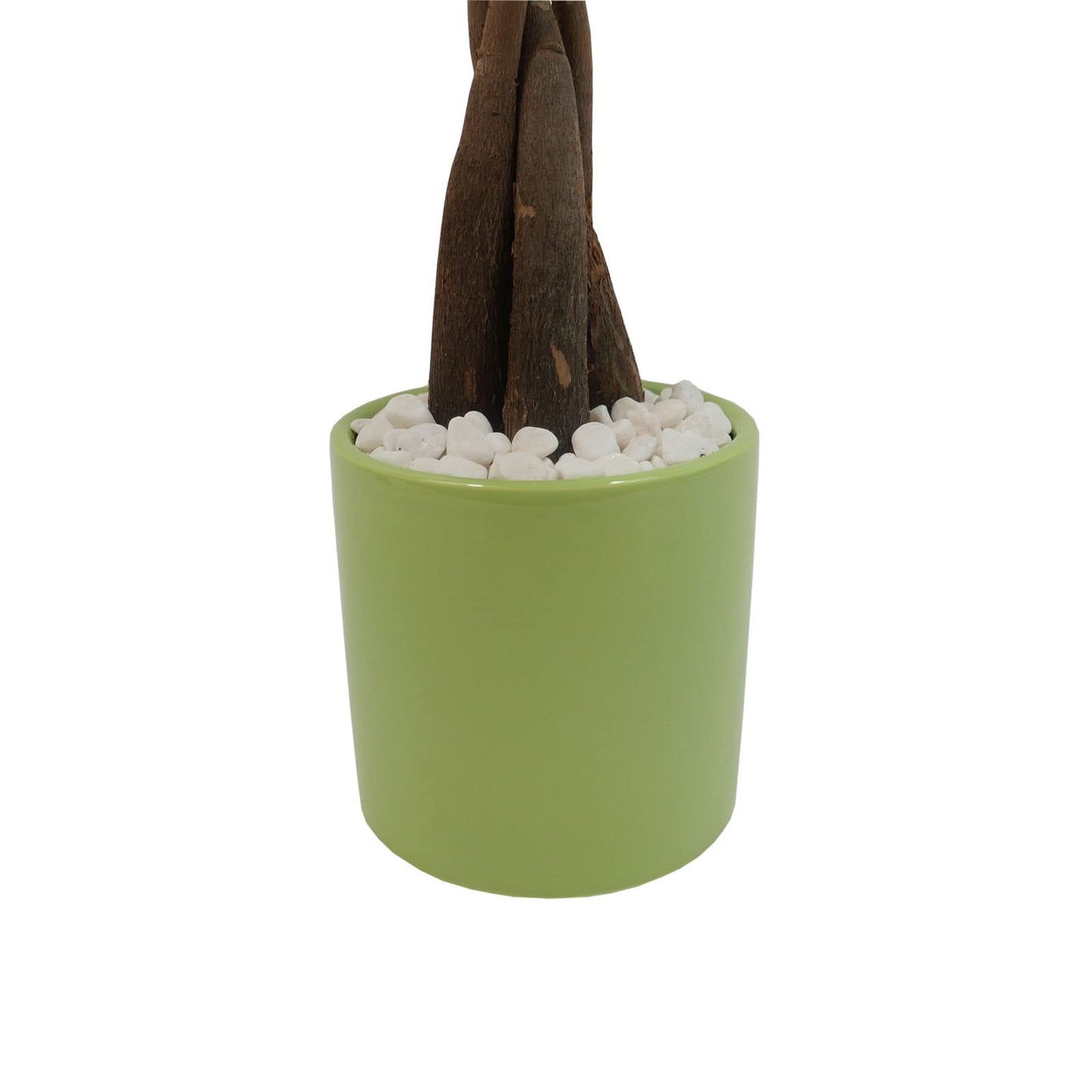 Live Money Tree (Pachira Aquatica) – 18–22” Tall Indoor Plant with Ceramic Pot