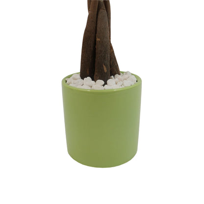 Live Money Tree (Pachira Aquatica) – 18–22” Tall Indoor Plant with Ceramic Pot