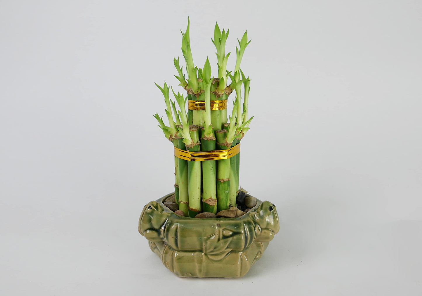 2-Tier Lucky Bamboo Tower – Live Plant in Frog Ceramic Pot