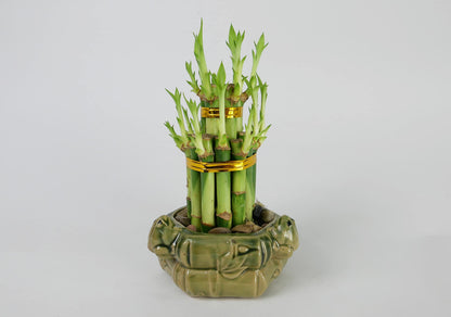 2-Tier Lucky Bamboo Tower – Live Plant in Frog Ceramic Pot