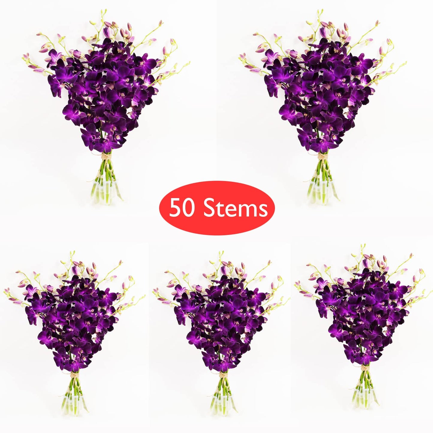 Purple Cut Dendrobium Orchids