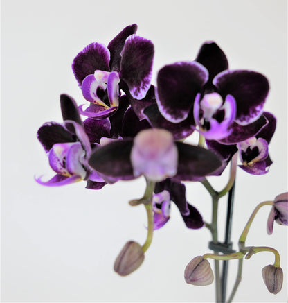 Mini Phalaenopsis Orchid – 3" with Ceramic Pot