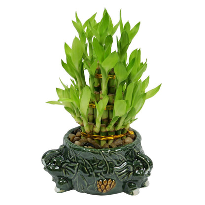 3-Tier Lucky Bamboo Plant Arrangement in Ceramic Animal Pot
