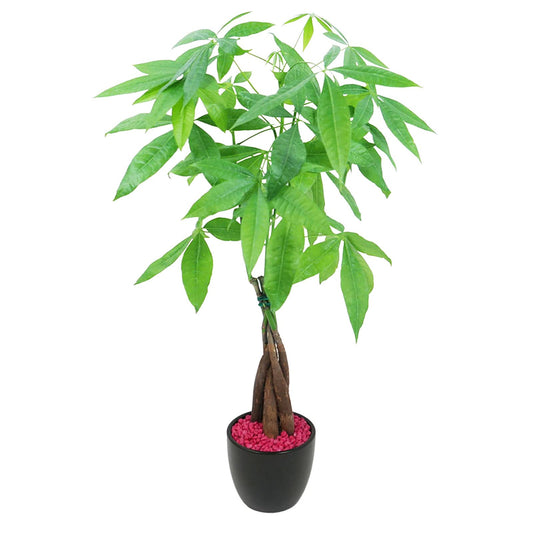 Live Money Tree (Pachira Aquatica) – 18–22” Tall Indoor Plant with Ceramic Pot