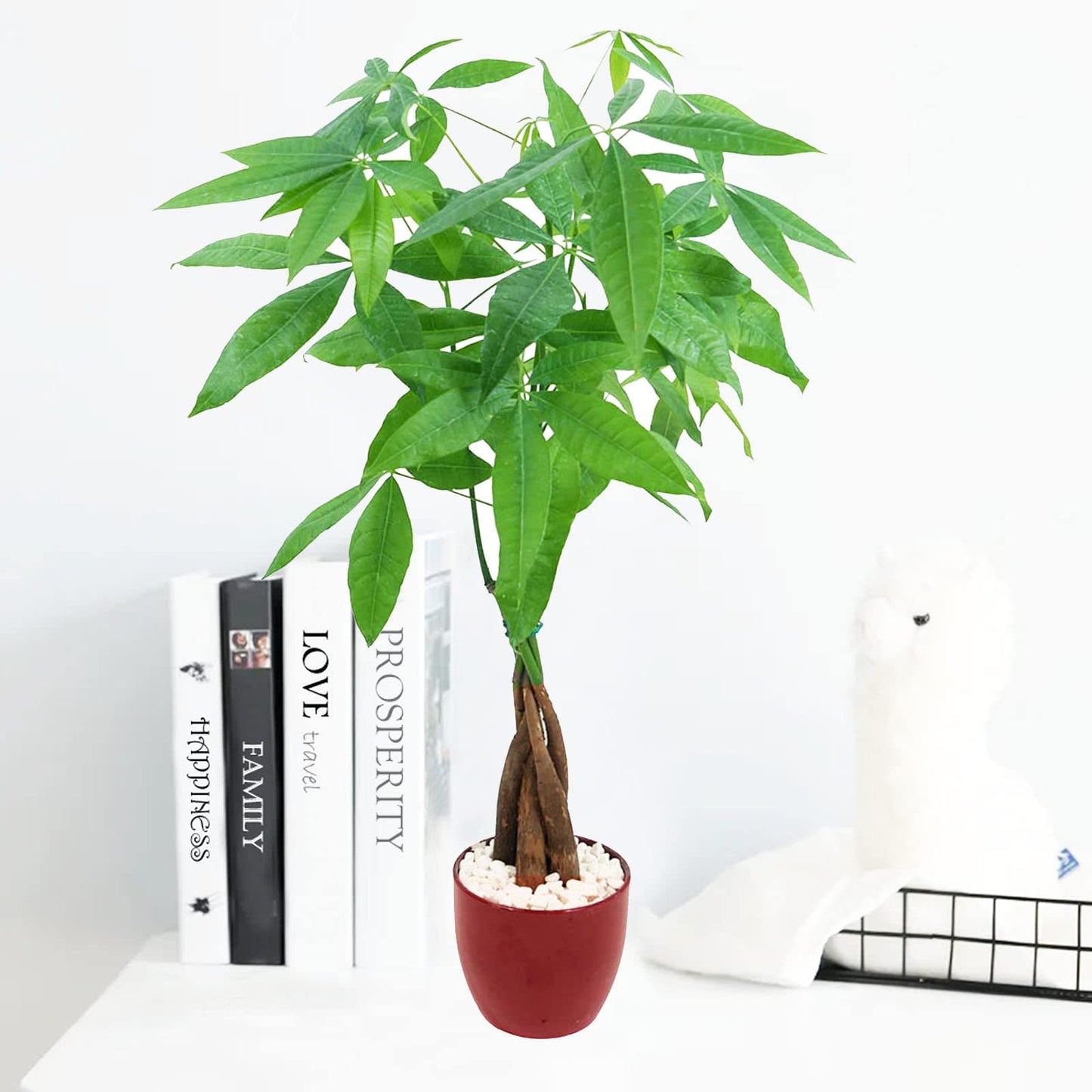 Live Money Tree (Pachira Aquatica) – 18–22” Tall Indoor Plant with Ceramic Pot