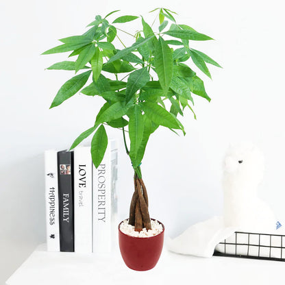 Live Money Tree (Pachira Aquatica) – 18–22” Tall Indoor Plant with Ceramic Pot