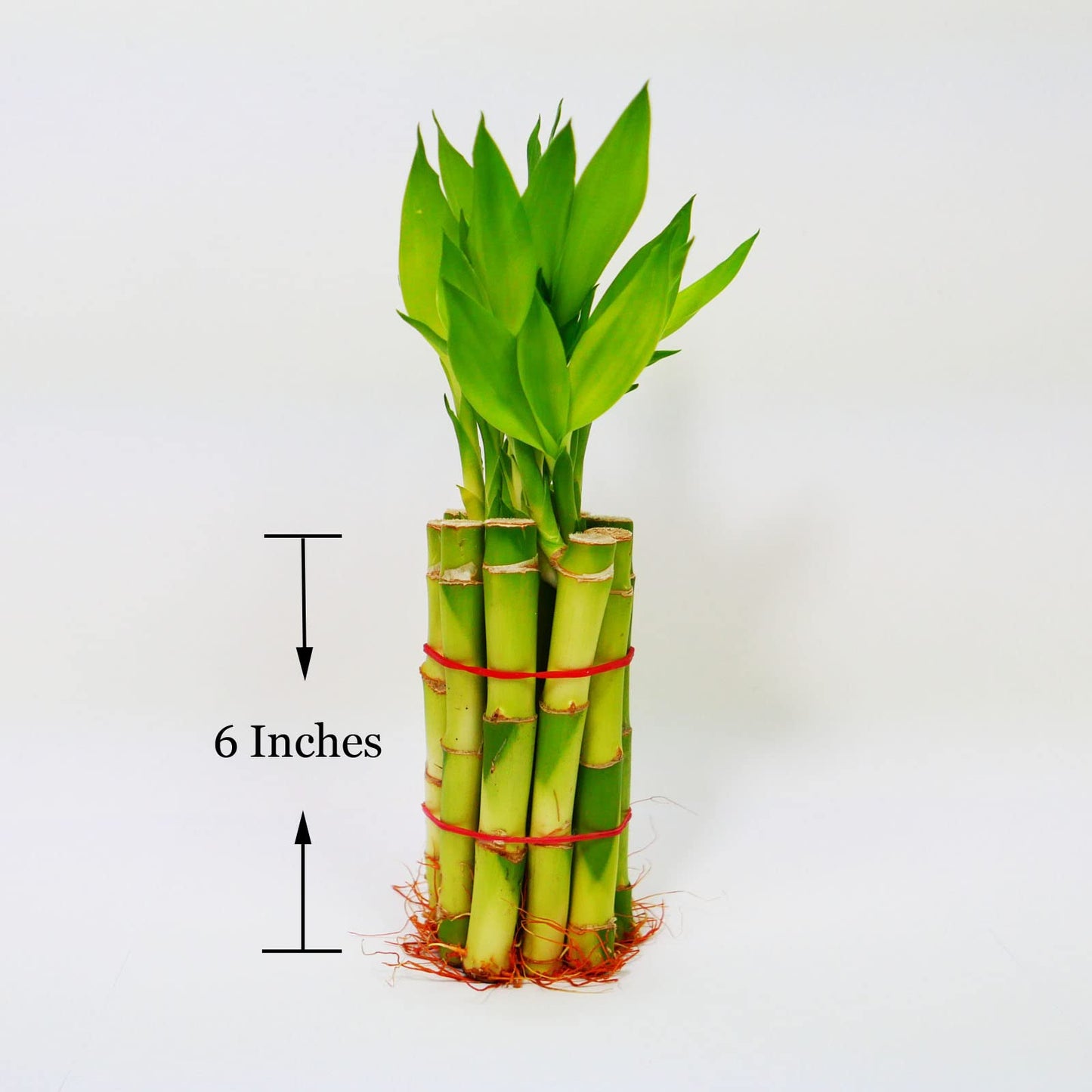 Straight Lucky Bamboo Stalks with Shoots (Bunch)